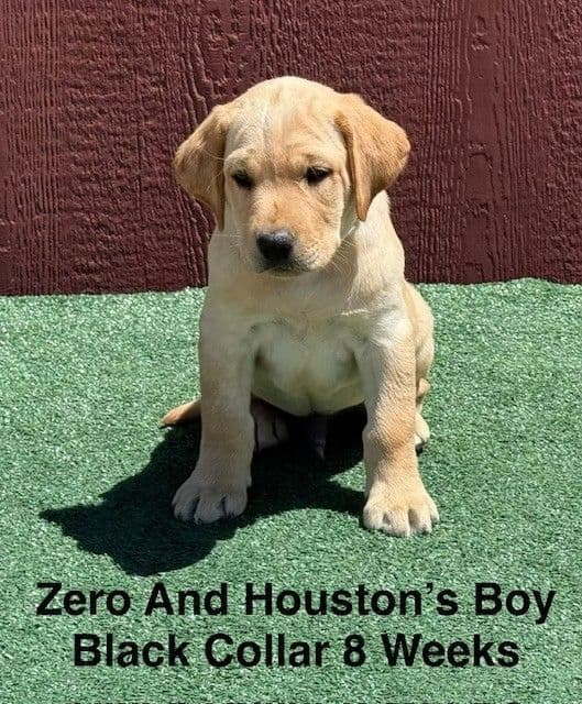 AKC Light Fox Red  and Yellow Labrador Puppies media 5