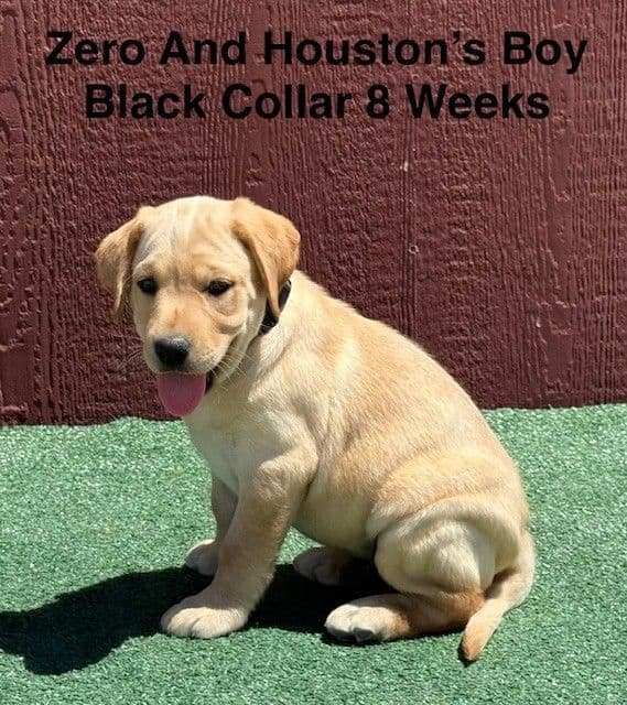 AKC Light Fox Red  and Yellow Labrador Puppies media 6