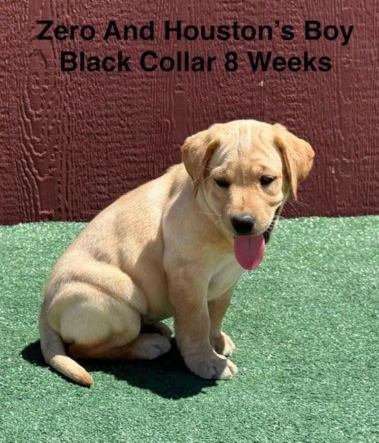 AKC Light Fox Red  and Yellow Labrador Puppies media 4