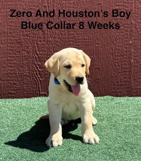 AKC Light Fox Red  and Yellow Labrador Puppies media 10