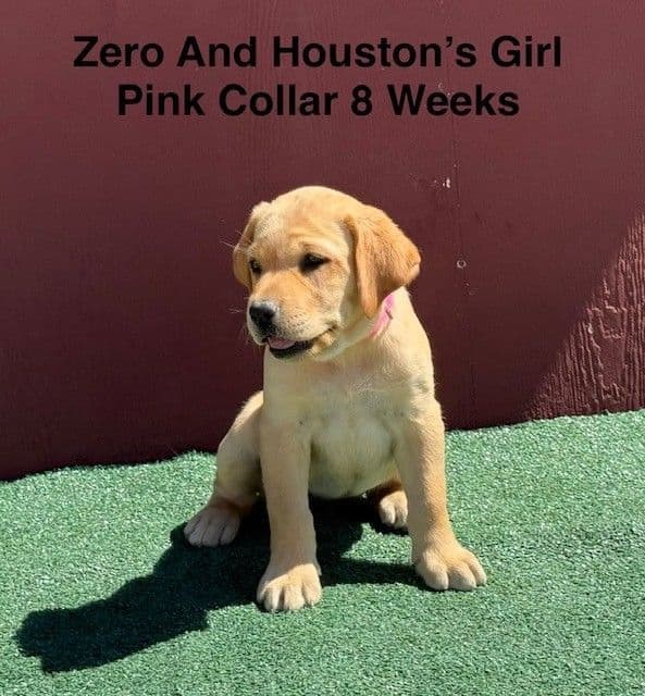 AKC Light Fox Red  and Yellow Labrador Puppies media 3