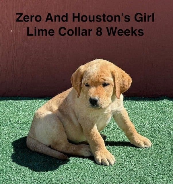 AKC Light Fox Red  and Yellow Labrador Puppies media 7