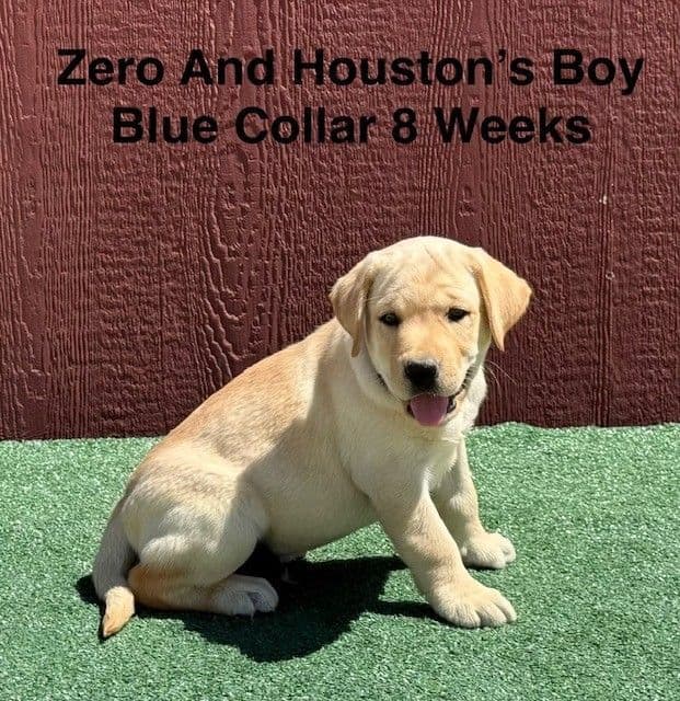 AKC Light Fox Red  and Yellow Labrador Puppies media 11