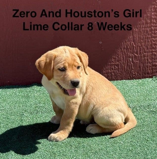 AKC Light Fox Red  and Yellow Labrador Puppies media 8