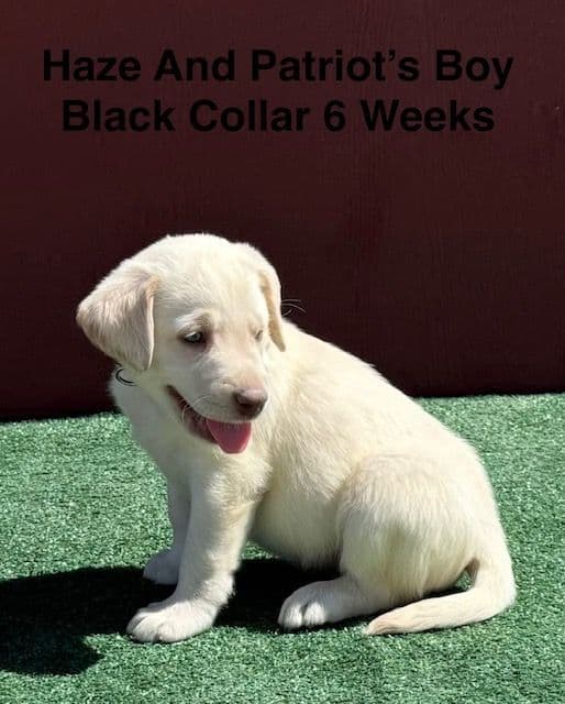 AKC Yellow And Champagne Labrador Puppies media 3