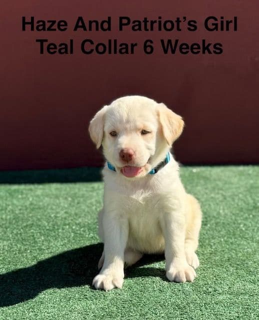 AKC Yellow And Champagne Labrador Puppies media 5
