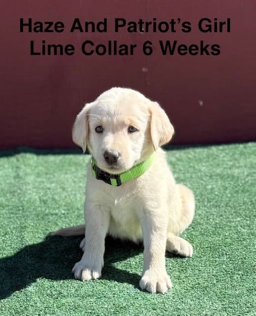AKC Yellow And Champagne Labrador Puppies media 13