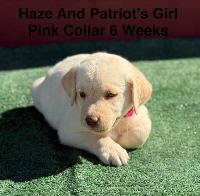 AKC Yellow And Champagne Labrador Puppies media 21