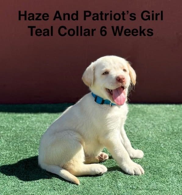AKC Yellow And Champagne Labrador Puppies media 6