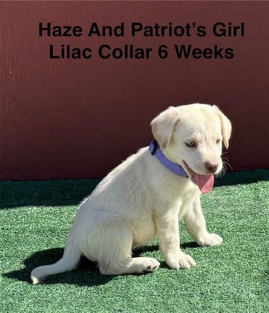 AKC Yellow And Champagne Labrador Puppies media 10