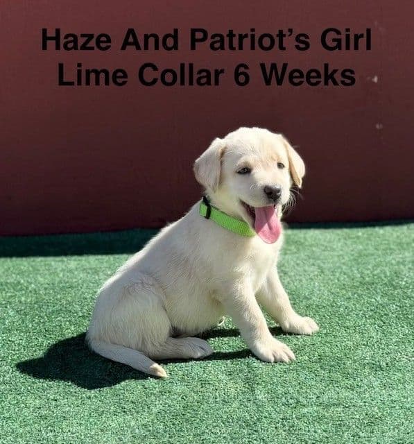 AKC Yellow And Champagne Labrador Puppies media 14