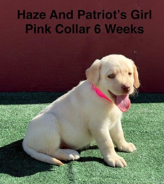 AKC Yellow And Champagne Labrador Puppies media 22