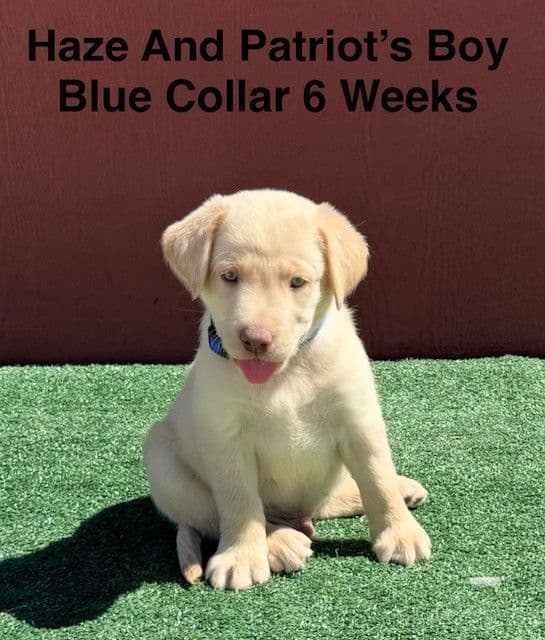 AKC Yellow And Champagne Labrador Puppies media 19