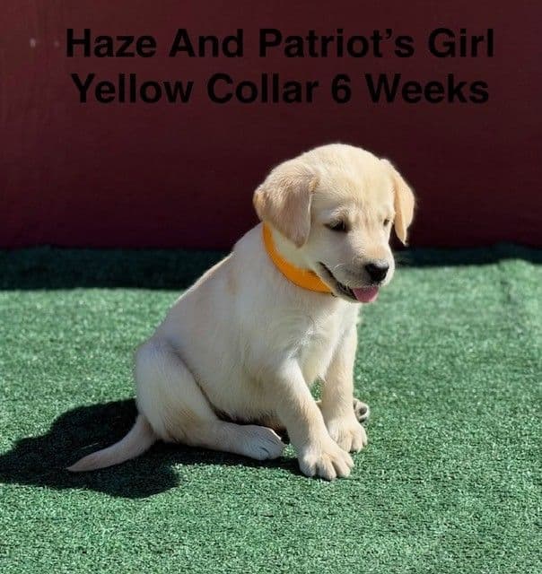 AKC Yellow And Champagne Labrador Puppies media 2