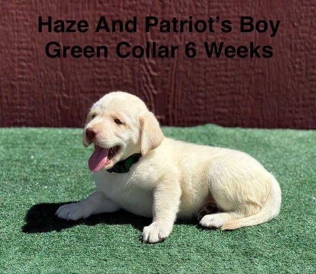 AKC Yellow And Champagne Labrador Puppies media 8