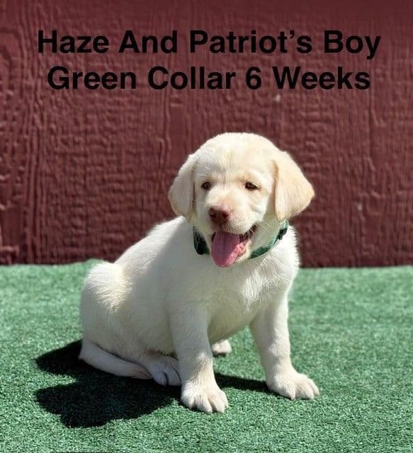 AKC Yellow And Champagne Labrador Puppies media 7