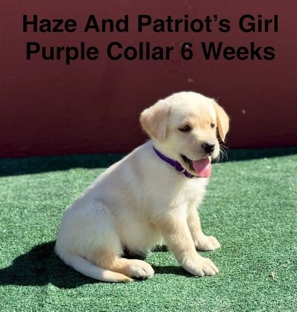 AKC Yellow And Champagne Labrador Puppies media 17