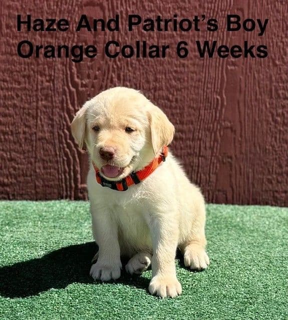 AKC Yellow And Champagne Labrador Puppies media 15
