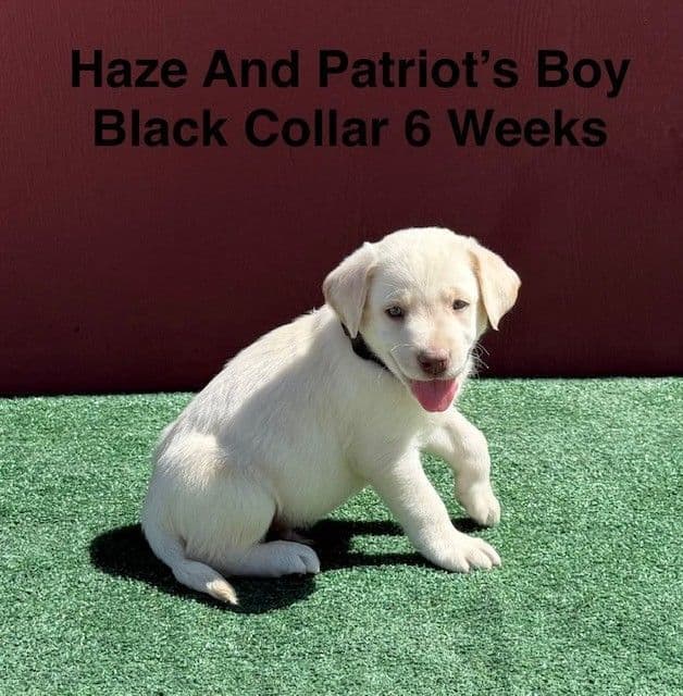 AKC Yellow And Champagne Labrador Puppies media 4