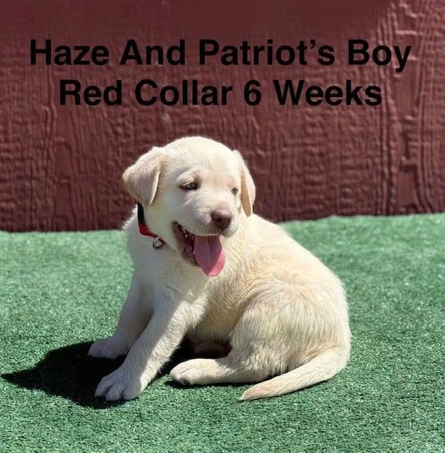 AKC Yellow And Champagne Labrador Puppies media 12