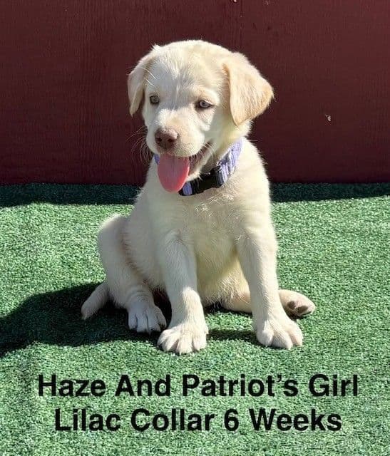 AKC Yellow And Champagne Labrador Puppies media 9