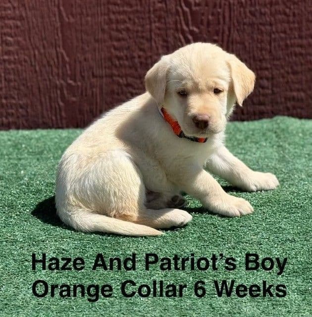 AKC Yellow And Champagne Labrador Puppies media 16