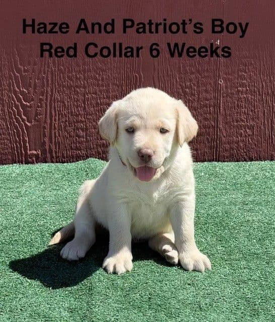 AKC Yellow And Champagne Labrador Puppies media 11