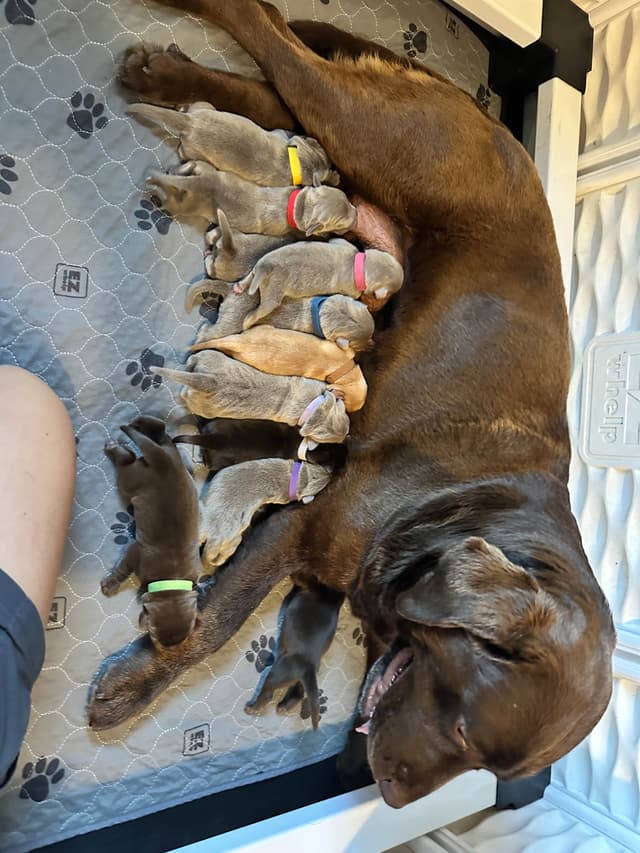 Labrador Retriever Puppies media 2