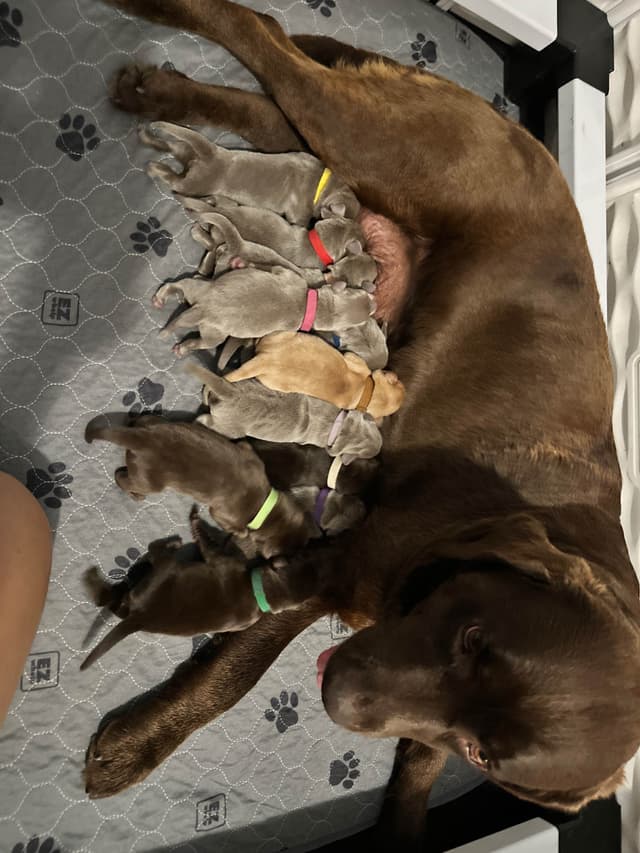 Labrador Retriever Puppies media 3