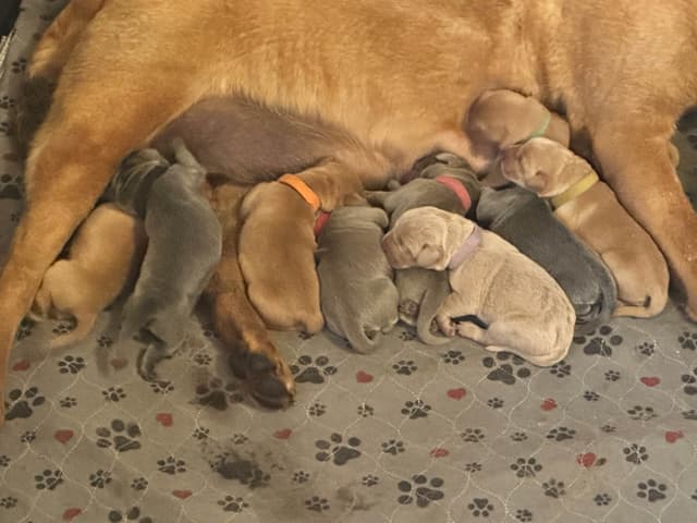 Labrador Retriever Puppies media 2