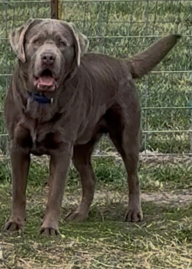 Labrador Retriever Puppies media 4