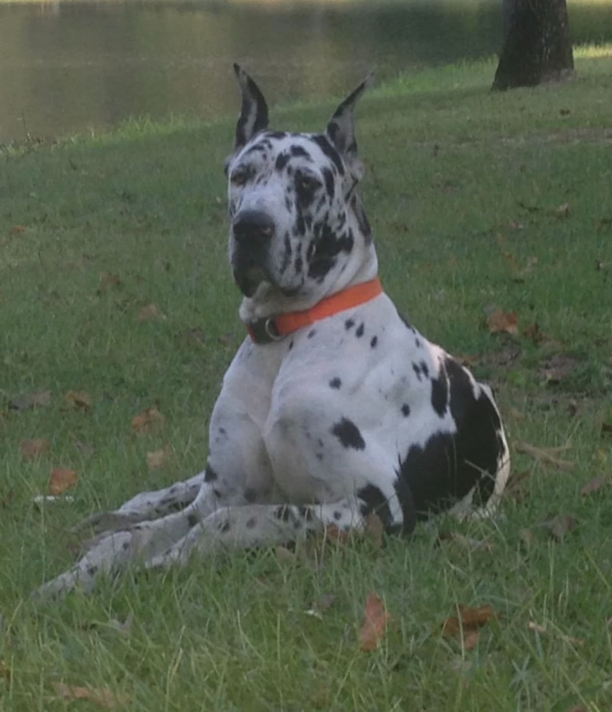 Great Dane Puppies breeder image 1