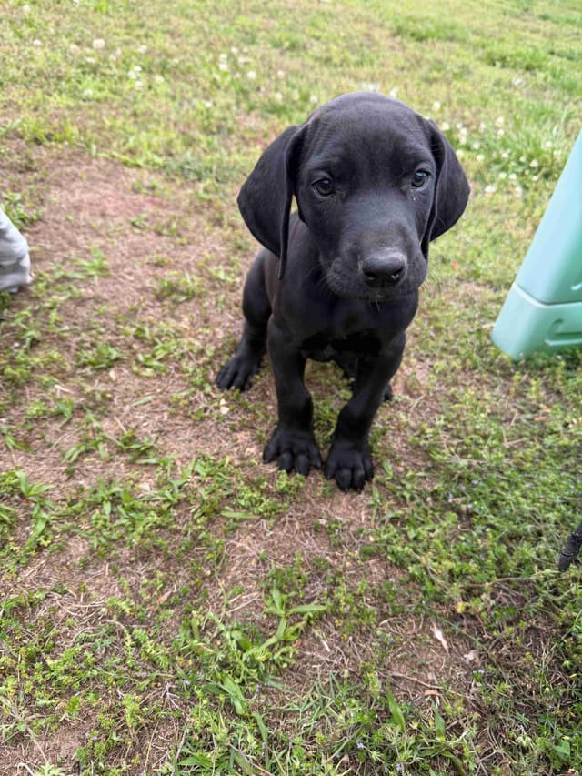 Great Dane Puppies media 4