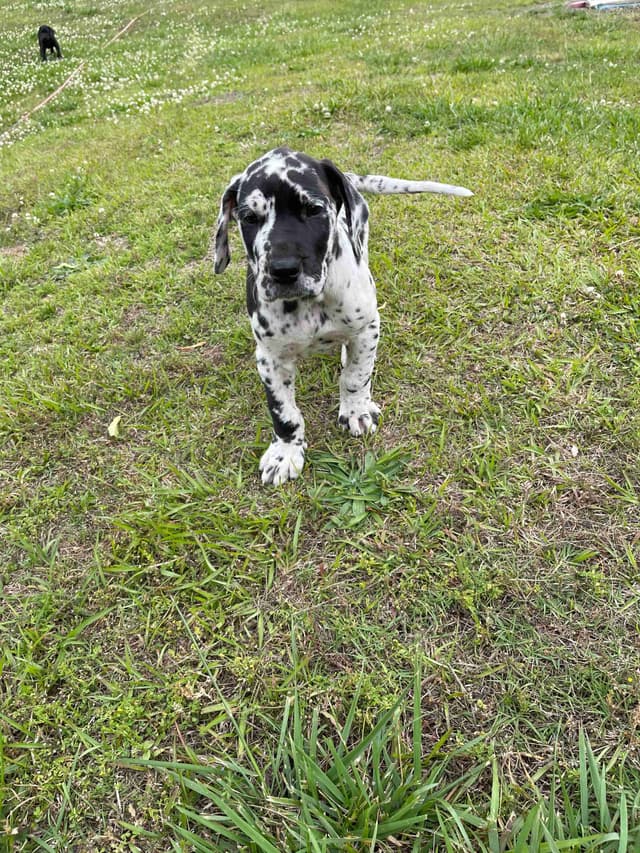 Great Dane Puppies media 2