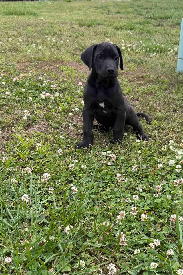 Great Dane Puppies media 6