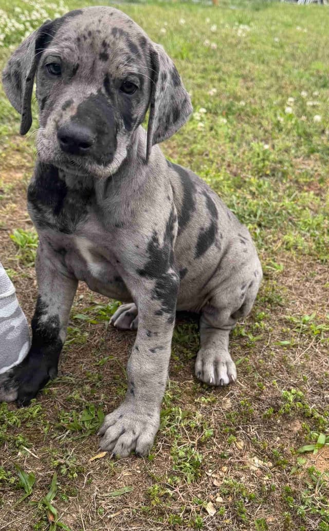 Great Dane Puppies media 3