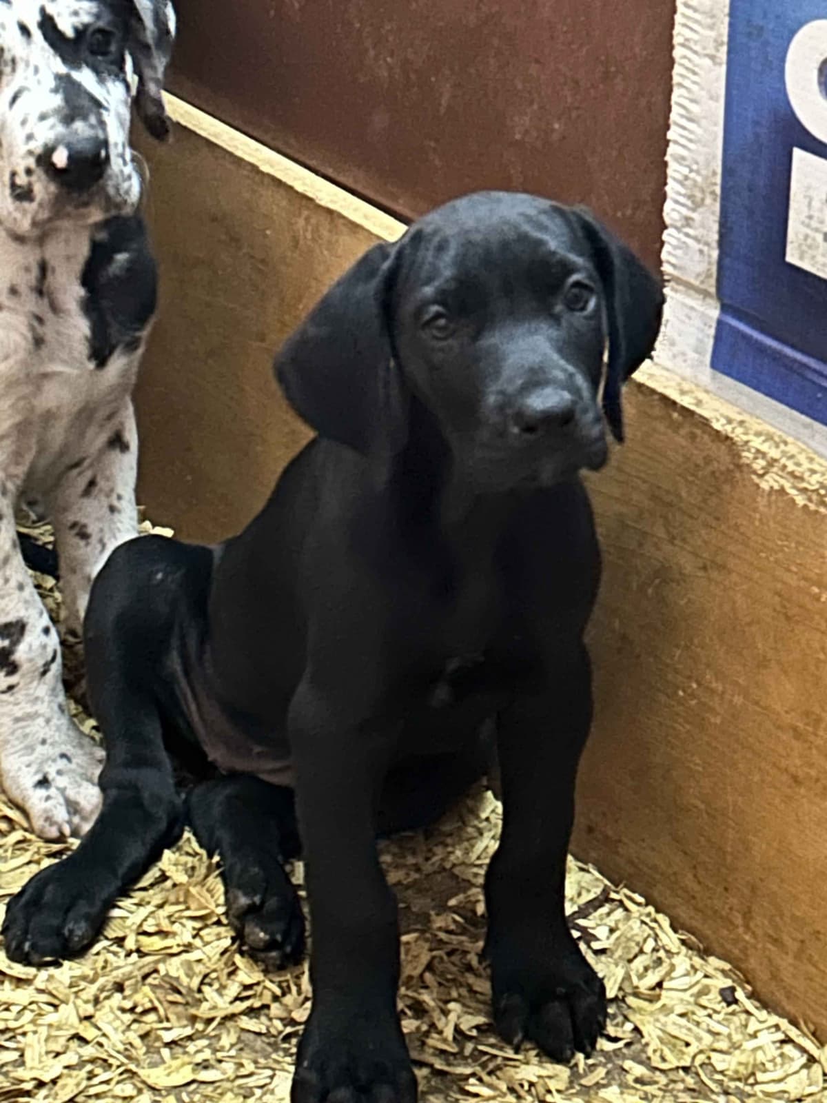 Great Dane Puppies breeder image 2