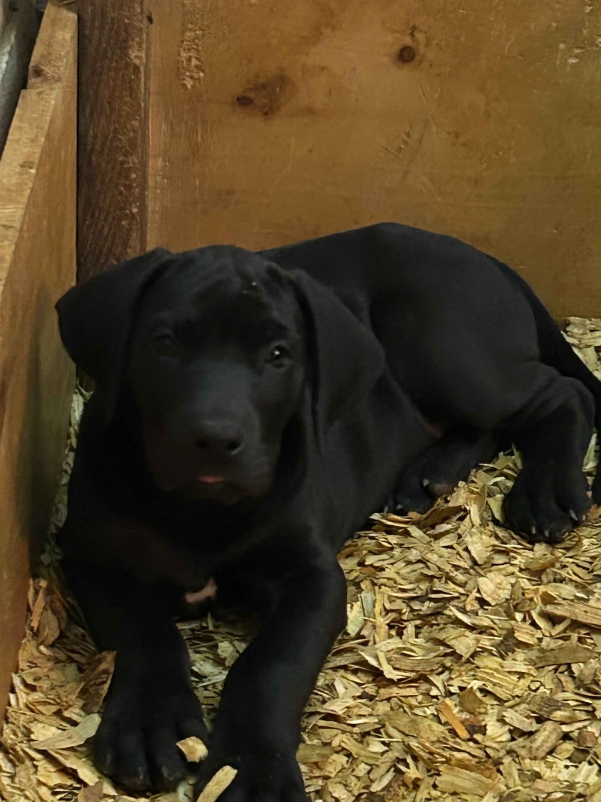 Great Dane Puppies breeder image 3