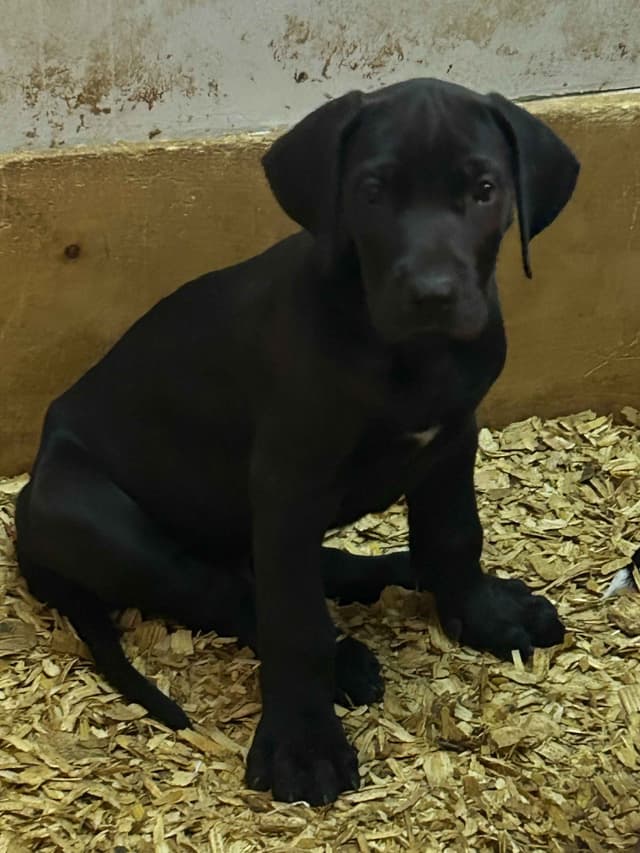 Great Dane Puppies media 7