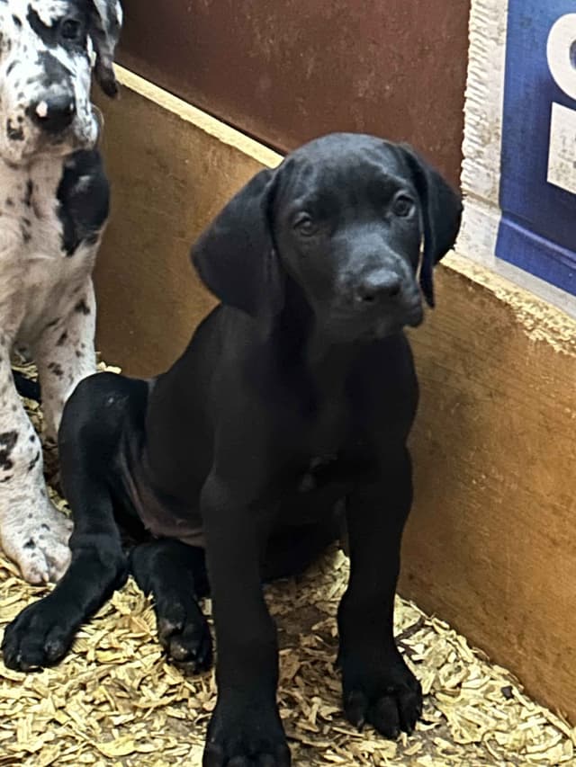 Great Dane Puppies media 9