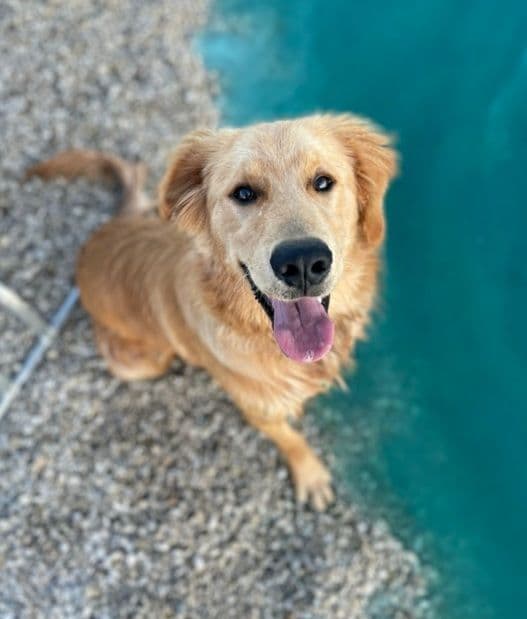 Lakeside Golden Retrivers breeder image 1