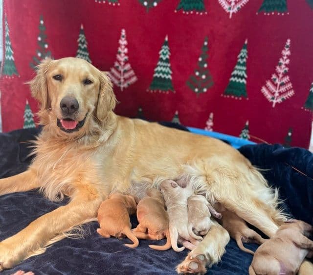 Lakeside Golden Retrivers breeder image 3
