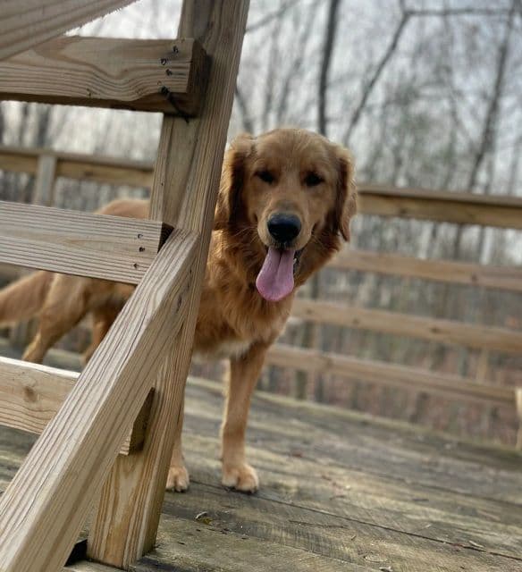Lakeside Golden Retrivers breeder image 4