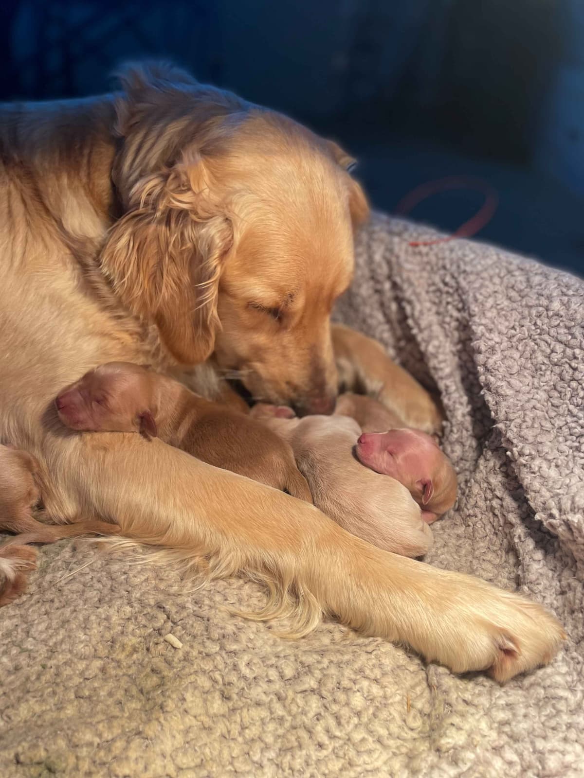 Lakeside Golden Retrivers breeder image 5
