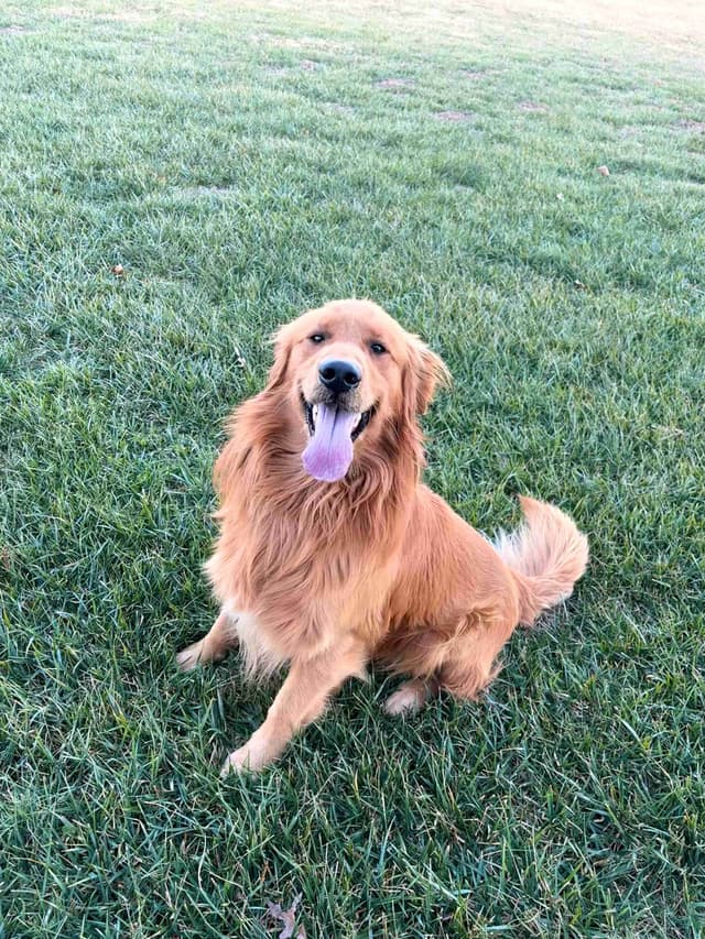 Lakeside Golden Retrivers media 2