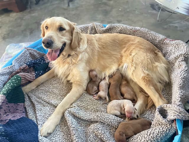 Lakeside Golden Retrivers media 3