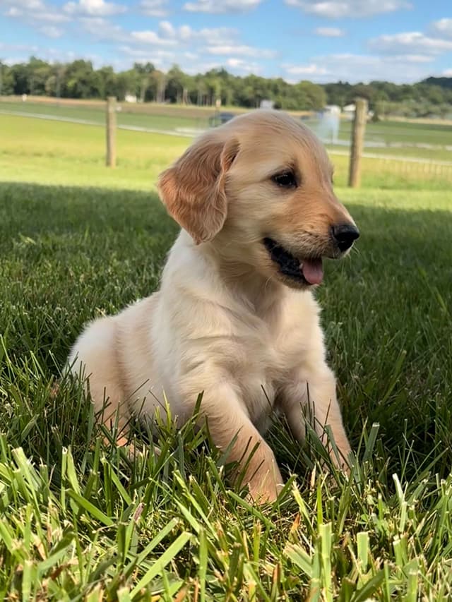 Lakeside Golden Retrivers media 4