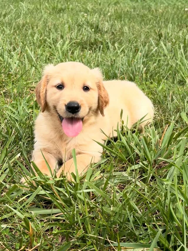 Lakeside Golden Retrivers media 6