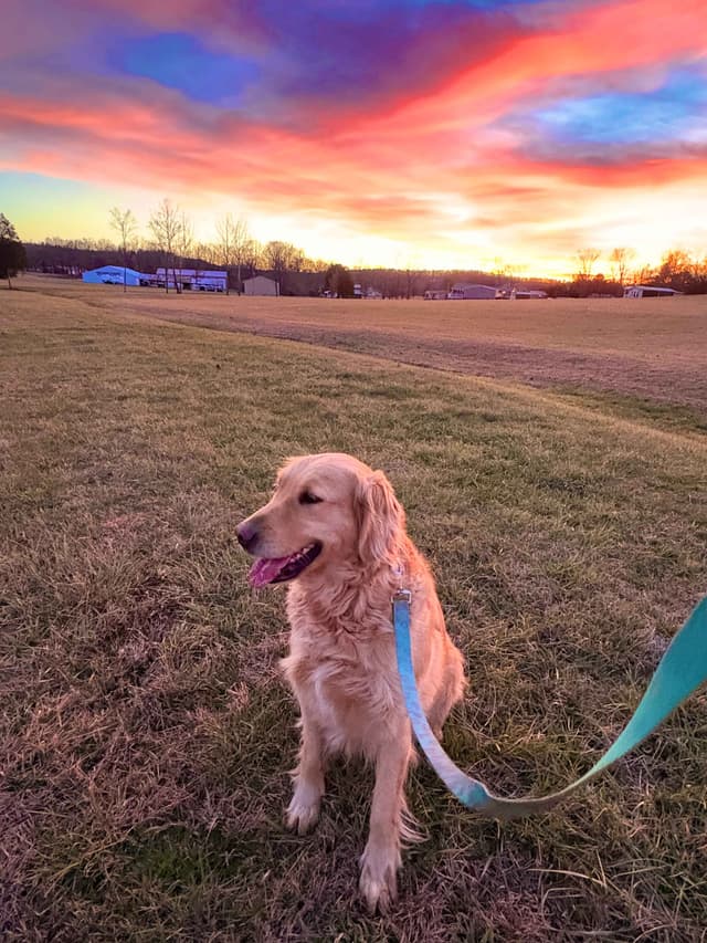 Lakeside Golden Retrivers media 7