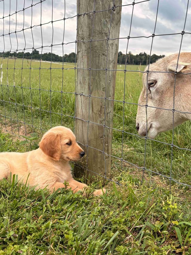 Lakeside Golden Retrivers media 9